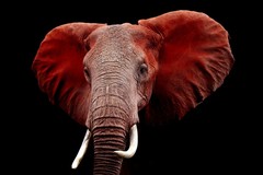 Classy Art - Red Elephant 40x60 Brilliant Tempered Glass